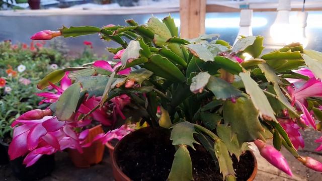 Как заставить цвести ДЕКАБРИСТ ДОЛЬШЕ и эффективнее. смотреть онлайн