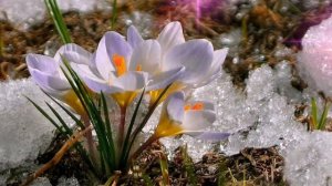 Весна , март