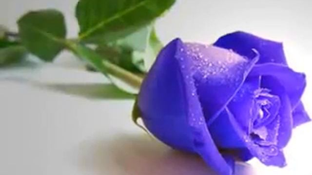 Медитация "Прощение себя для женщин" смотреть онлайн