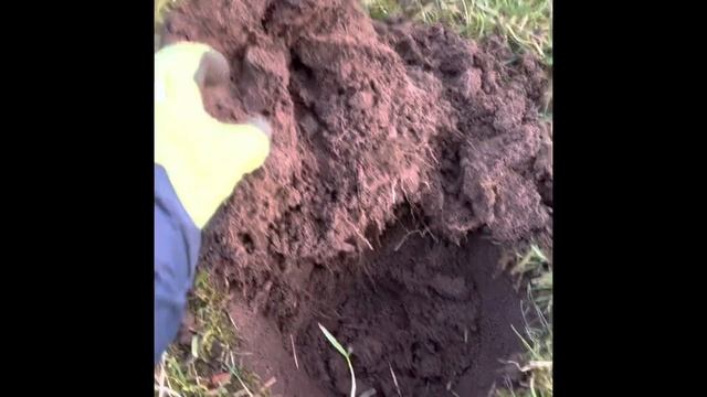 Finding lost gold with the Minelab Equinox 900! смотреть онлайн