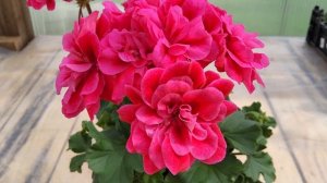 #527.Мои зацветающие новинки пеларгоний! Описание сорта СиМ Лунная Ночь!