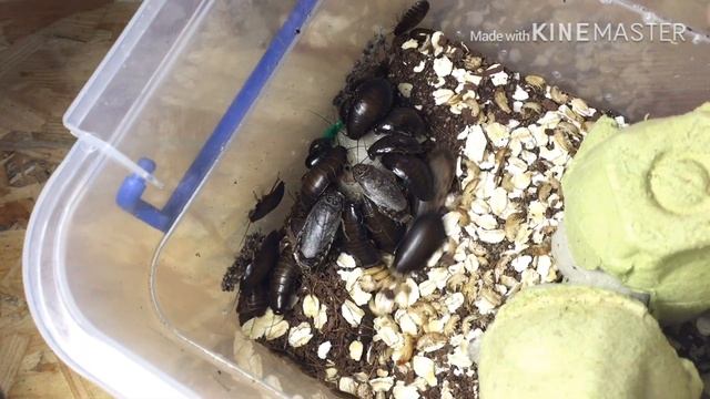 Мраморные тараканы ! Содержание кормовой культуры смотреть онлайн