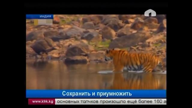 Пути сохранения снежных барсов и тигров смотреть онлайн