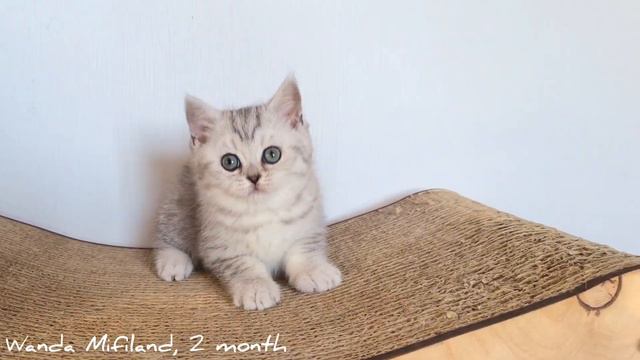 Ванда, 2 месяца смотреть онлайн