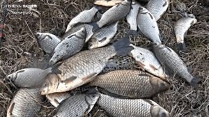 А ТЫ знаешь этот секрет! Когда ловить карася весной! Не пропусти клев карася в марте!