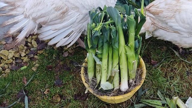 Урожай порея в 2022 году.