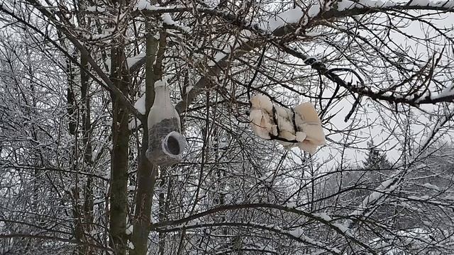 Снегирь прилетел в гости | Дятел | Синица | Воробей | Лазоревка | Накормим птиц зимой смотреть онлайн