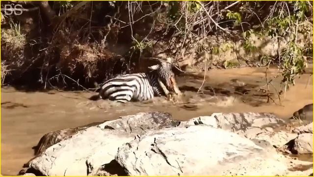 Top 10 Strongest African Animals смотреть онлайн