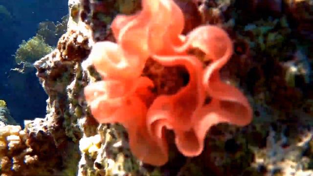 Spanish dancer's caviar, Икра Испанского танцора (Голожаберного моллюска) смотреть онлайн