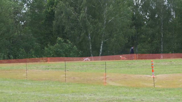 Суки уиппеты юниоры 25-й забег смотреть онлайн