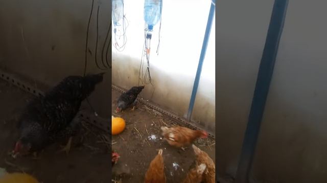 Куры несутся зимой,лучше чем летом смотреть онлайн