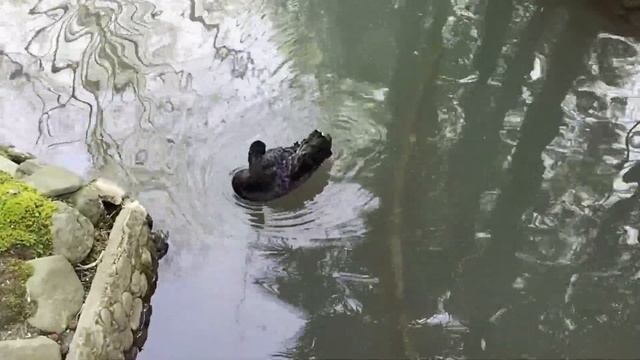 Сочи. Дендрарий. Нижний парк. (18 апреля 2023 г.)_ смотреть онлайн