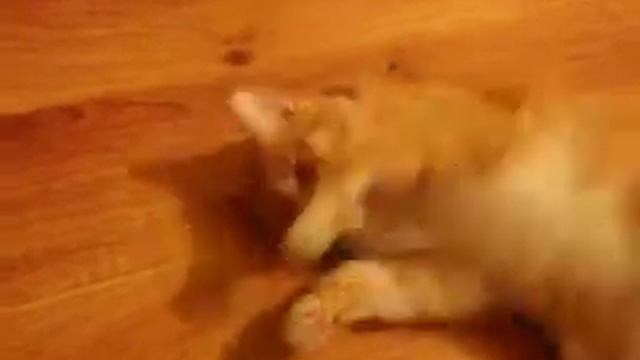 кота угостили маслинами смотреть онлайн