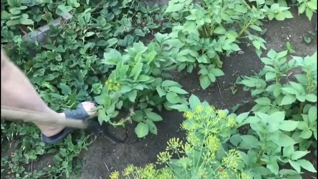 Помидоры, огурцы, ягоды, картофель смотреть онлайн