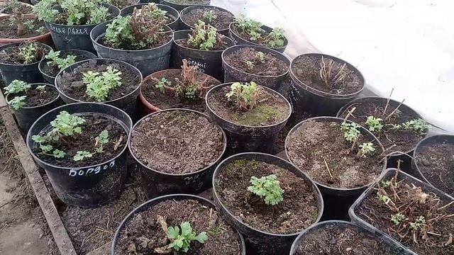 Мультифлора , после зимовки в неотапливаемой теплице. смотреть онлайн