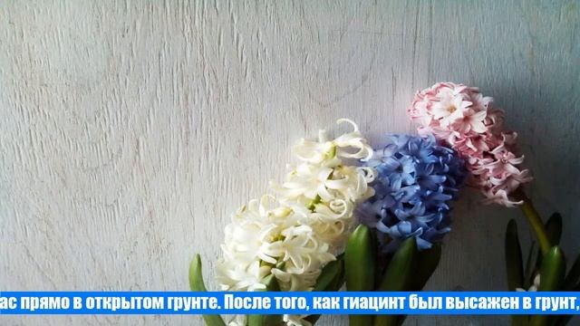 Что делать с гиацинтами после цветения в домашних условиях? смотреть онлайн
