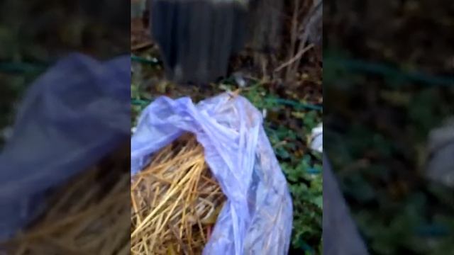 Ч7. Выращивание грибов в домашних условиях вешенки, опята, шиитаке. смотреть онлайн