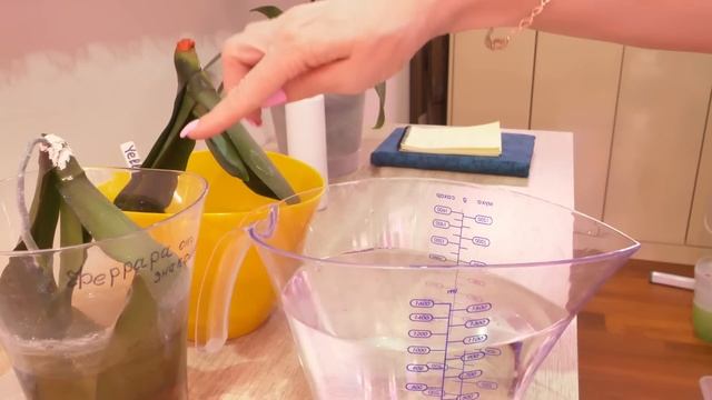 "НЕЛЬЗЯ ТАК ДЕРЖАТЬ ОРХИДЕИ!"- цитата. ЛЬЗЯ - отвечу вам я! ДЛЯ УСКОРЕНИЯ РОСТА ДОБАВЛЯЮ ЭТИ СОСТАВ смотреть онлайн