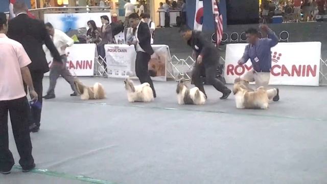 fci dog show september 2013 смотреть онлайн