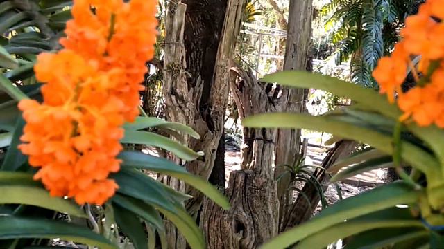 กล้วยไม้ลูกผสม :แววระวี Xพระลอ Asco Waewrawee x Asco Pharaw (Ascocentrum hybrids) смотреть онлайн