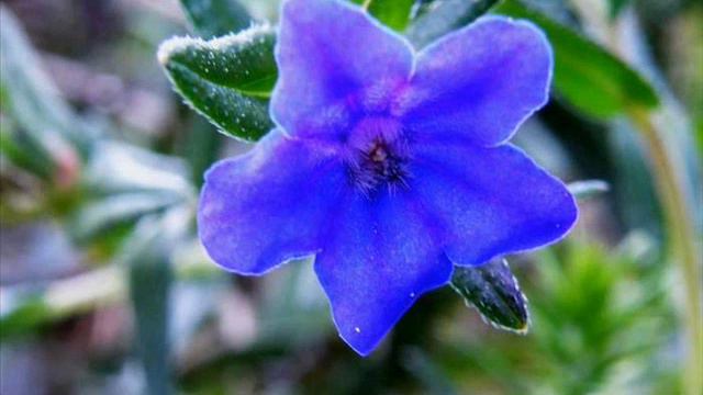 flor azul смотреть онлайн