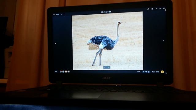 Культурно-познавательная программа о птицах смотреть онлайн