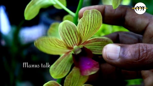 ഓർക്കിഡ് ചെടികളുടെ രഹസ്യങ്ങളുടെ ചുരുൾ അഴിയുന്നു.The scroll of secrets of orchid plants is unrolled. смотреть онлайн