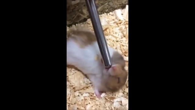 Смешные хомяки №14 смотреть онлайн