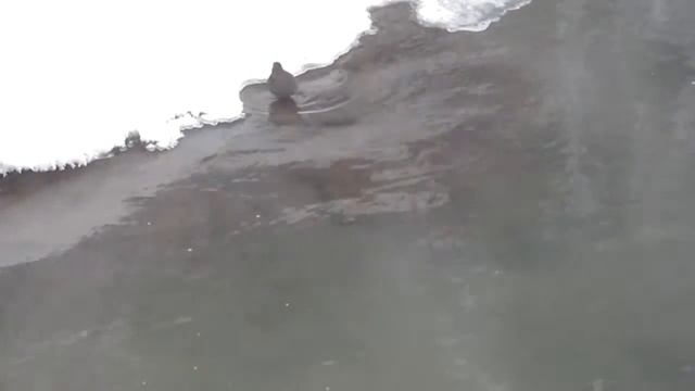 Оляпка ищет насекомых и пьет воду смотреть онлайн