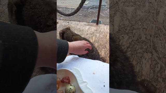 #ямыилюша #raccoon #енотики #помощьбездомнымживотным #анапа #котики #собачки #море смотреть онлайн