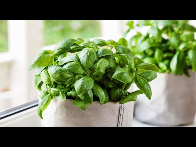 Размножение базилика черенками в домашних условиях