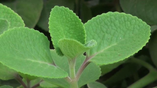 Cuban Oregano  Plectranthus Amboinicus