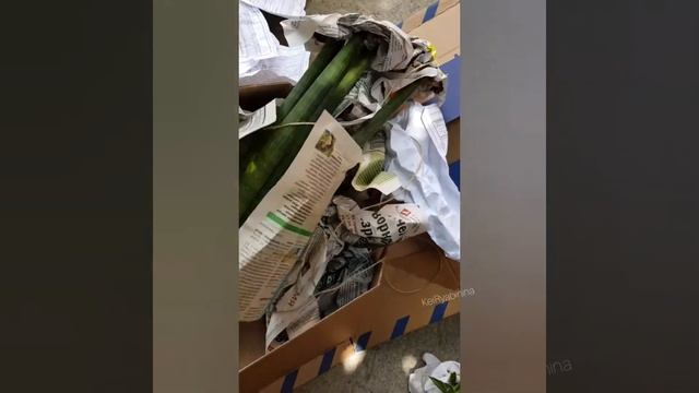 ПОСЫЛКИ С ЦВЕТАМИ ИЗ ТАЙЛАНДА Красула Крестовик Роули Сансевиерия Агава РАСПАКОВКА. ЦВЕТЫ САДОВОДСТ смотреть онлайн