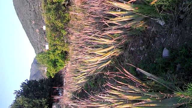 Παραφυάδες Aloe Vera Barbadensis Miller смотреть онлайн