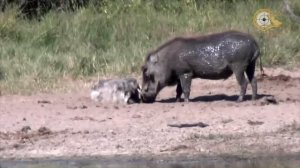 Охота на африканского кабана (бородавочника).