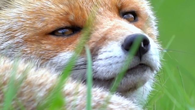 Старая Лиса | Персидская сказка смотреть онлайн