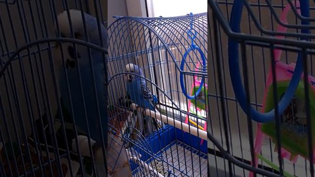 Говорящий попугай Кеша - птица говорун! смотреть онлайн
