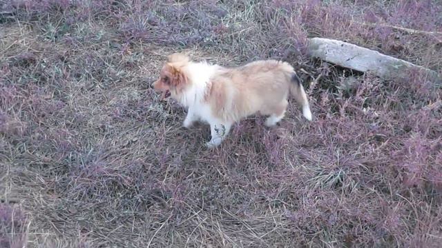 Щенки колли,2011 г. смотреть онлайн