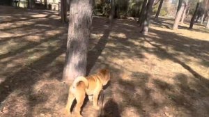 Как правильно гулять с щенком. Дрессировка щенка на улице