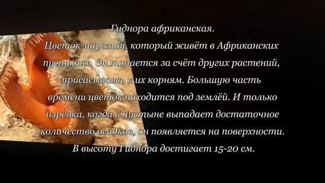 10 самых странных растений, которые способны вас удивить смотреть онлайн