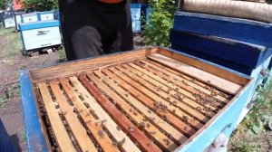 Качаю РАПСОВЫЙ МЕД. Пчеловодство 2020. Пчеловодство для начинающих
