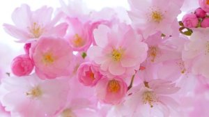 Почему при цветение САКУРЫ Японцы не работают?! Где растет дерево - САКУРА?