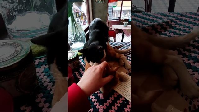 Стамбул. Цветные домики и наглые котики района Балат.Март 2023 смотреть онлайн