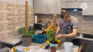 Пересадка ￼Монстера Манки Мэск и Маранта Лейконеура Бьюти Ким Вариегата