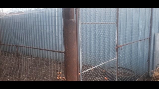 Будни в деревне. Рыбалка. Про огород. Ремонтируем курятник. В гостях в Татарии. Ильгиз Шамратов. смотреть онлайн