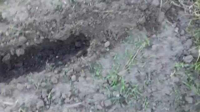 77. Лук-батун на зелень/выращивание/посадка/весной/ смотреть онлайн