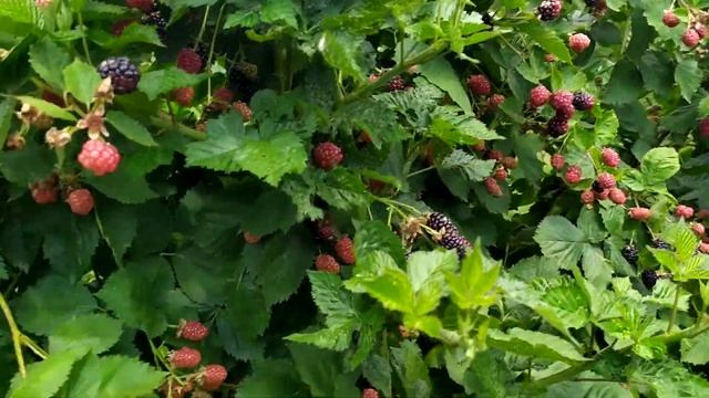 Созревание ежевики Тройная корона, Трипл краун смотреть онлайн