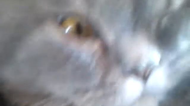 Нервный тик у кота смотреть онлайн