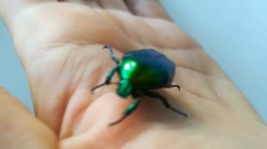 Большой зеленый жук Бронзовка /Big green beetle