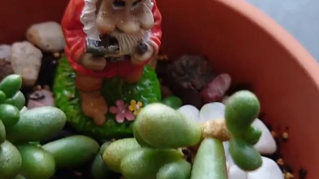 #Sedum #Hernandezii #Succulent #Terracotta SEDUM HERNANDEZII | CHUBBY SUCCULENT | EASY TO CARE PLAN смотреть онлайн